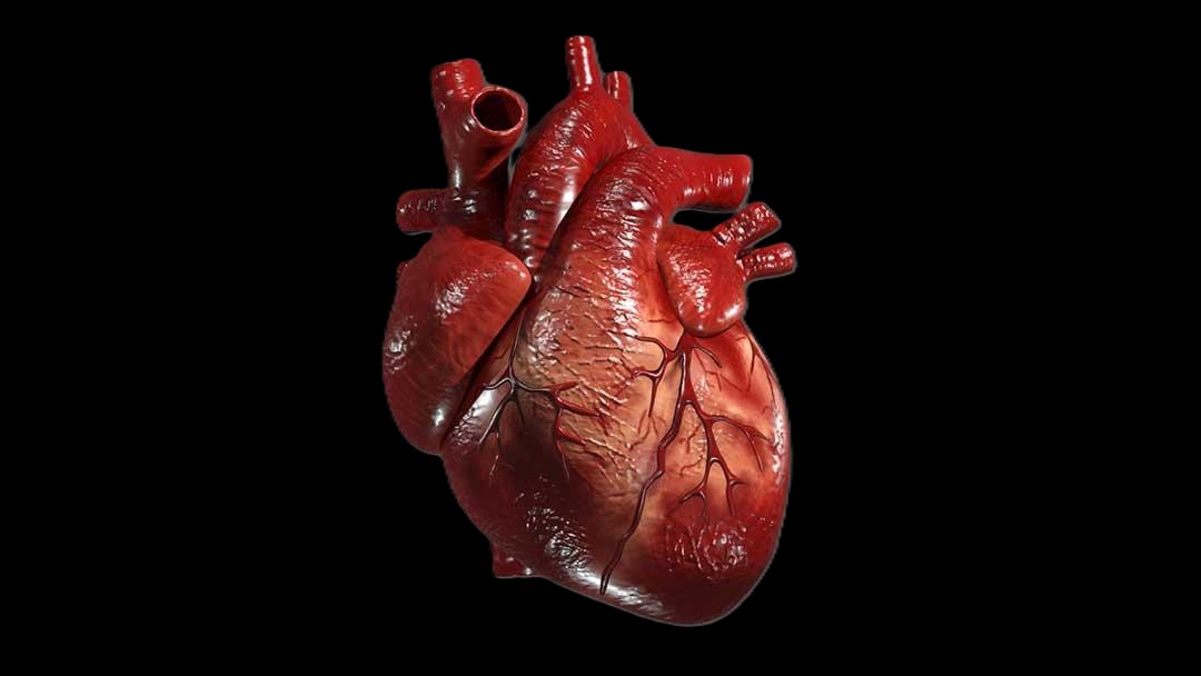 قلب انسان