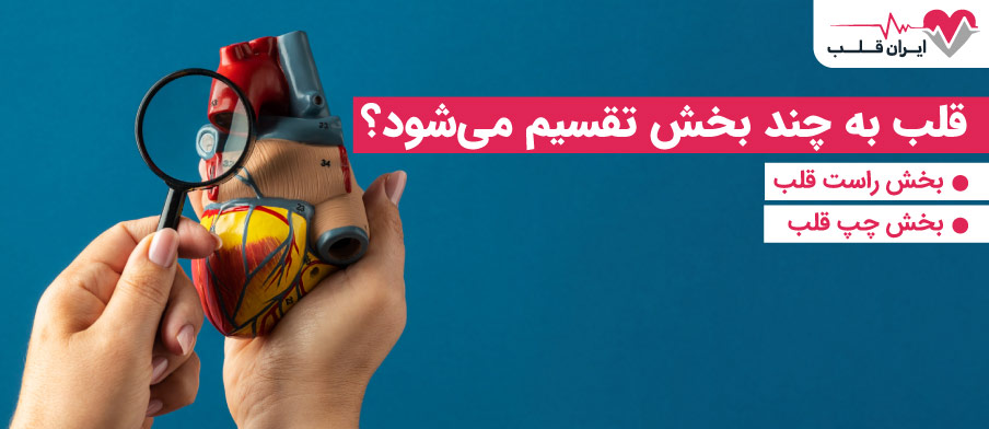 قلب به چند بخش تقسیم می شود؟