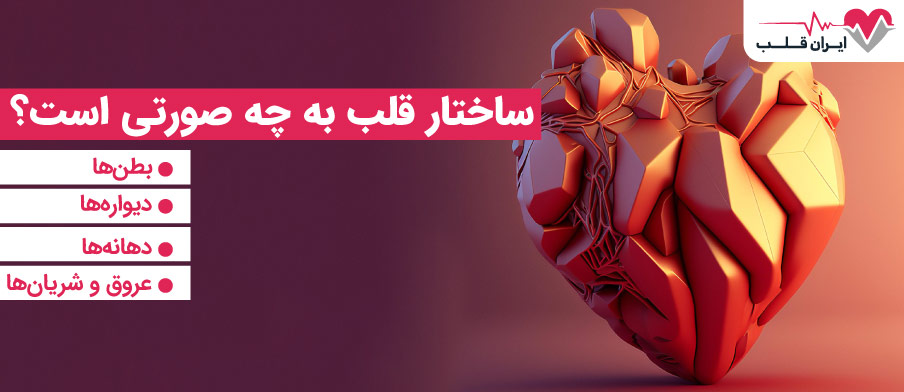 ساختار قلب به چه صورتی است؟