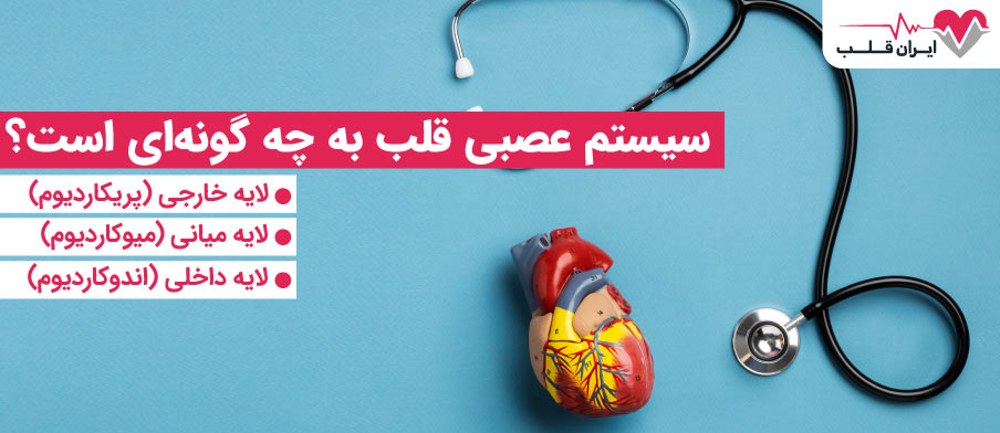 لایه های قلب انسان